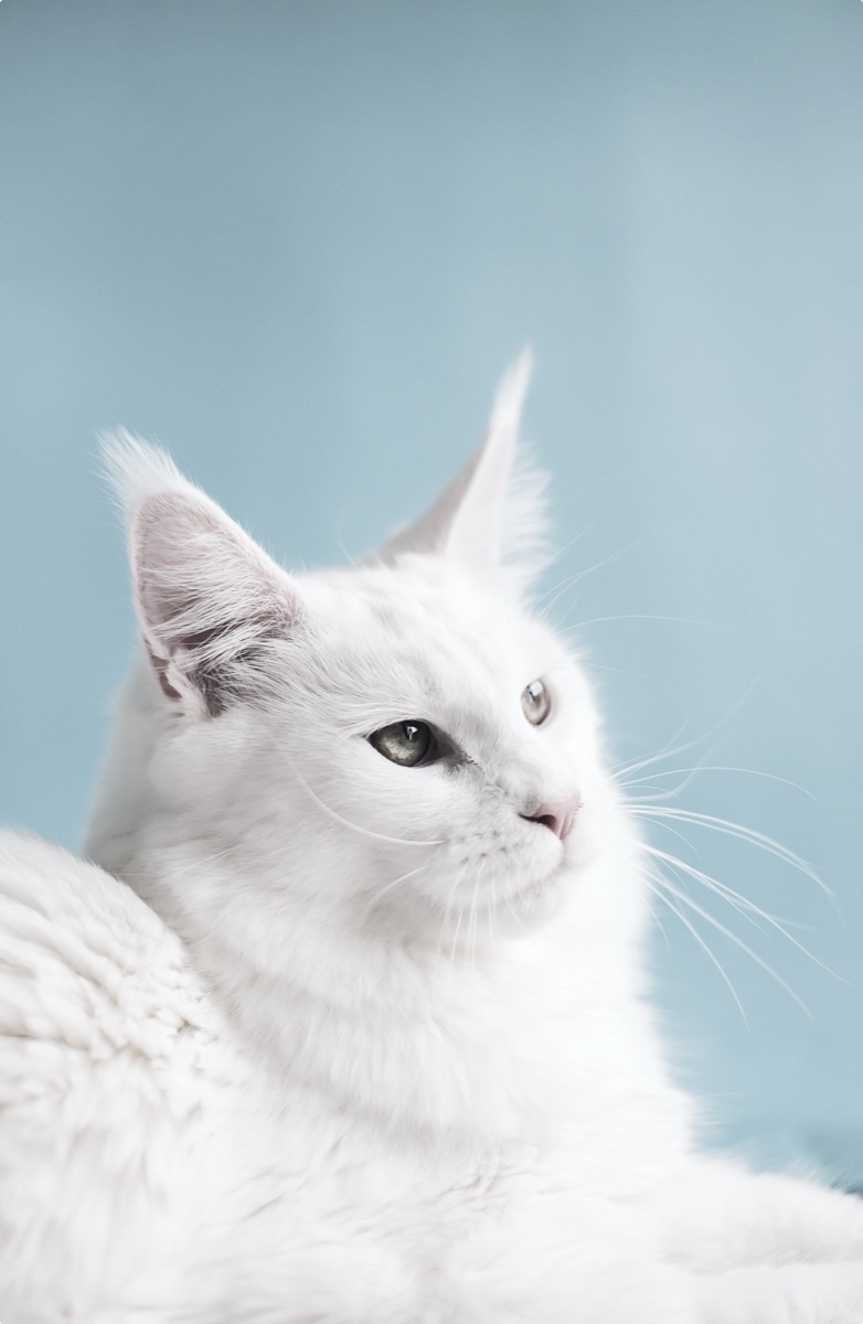 Анестезиология